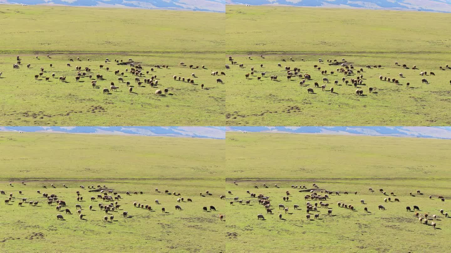4K那拉提空中草原的羊群航拍航拍
