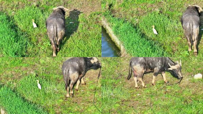 航拍牛吃草鸟类白鹭水牛