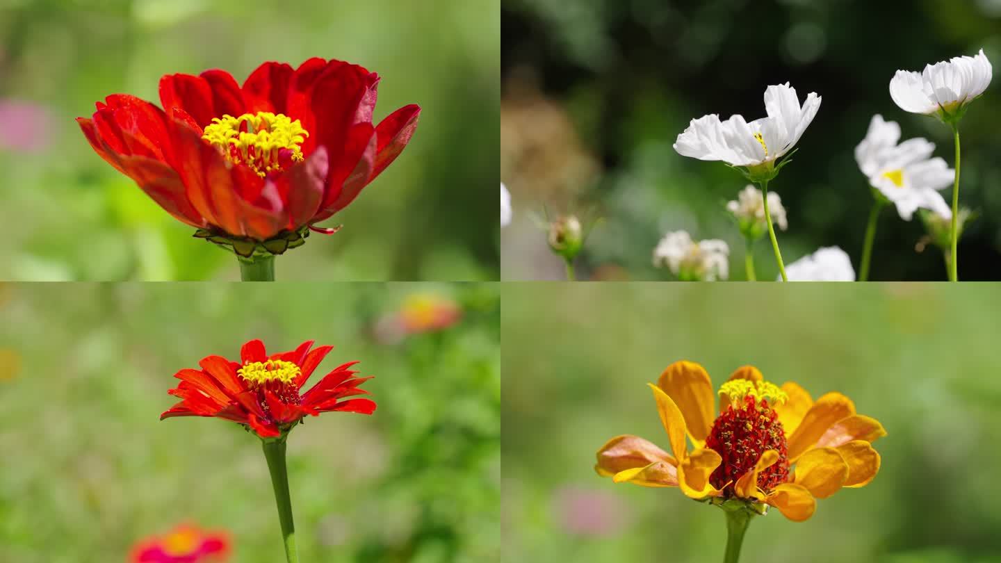 阳光下各色的花朵