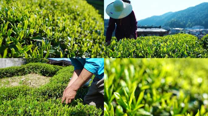 茶山茶园茶农采茶春茶茶叶特写航拍