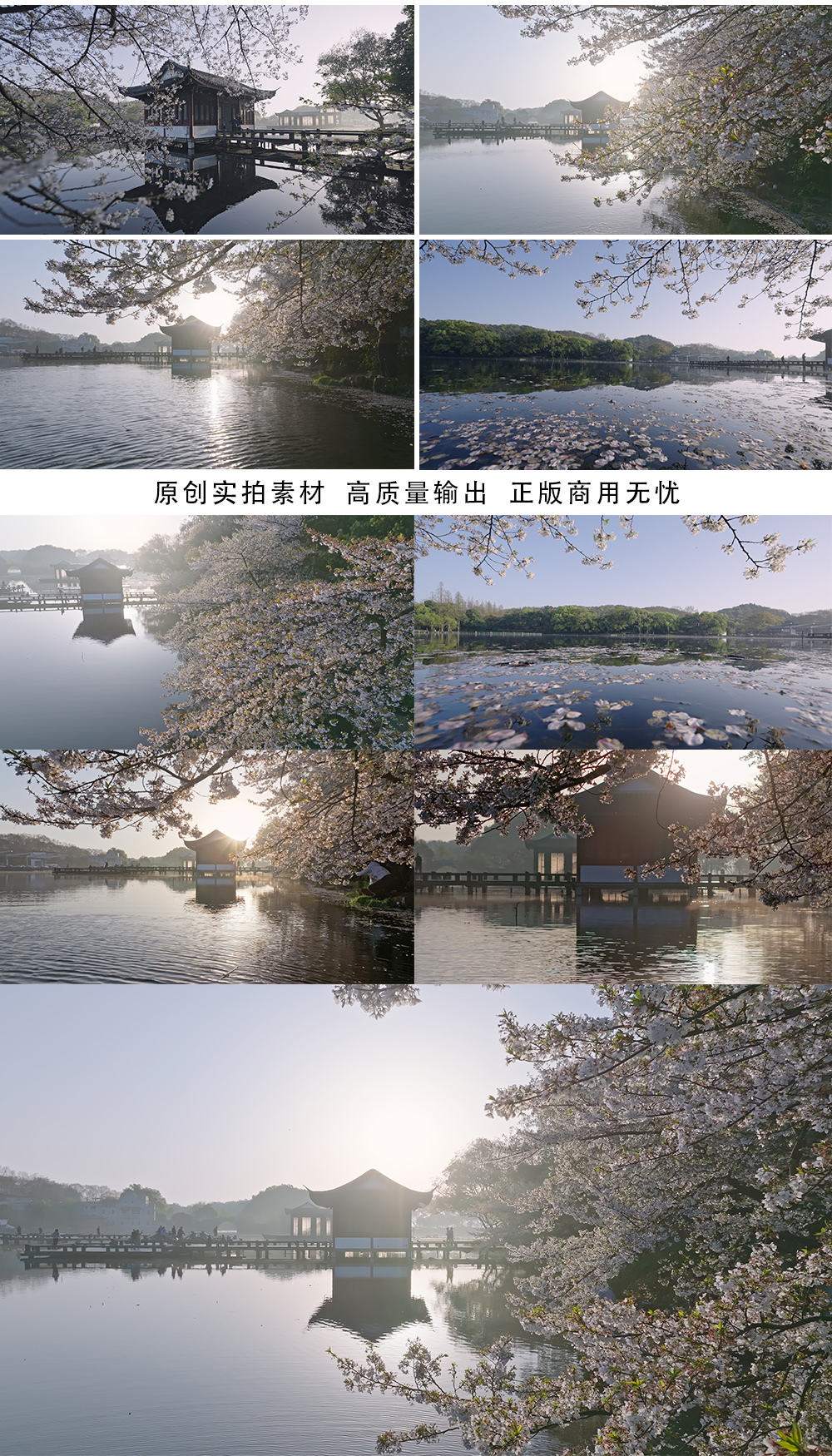 杭州西湖曲院风荷樱花