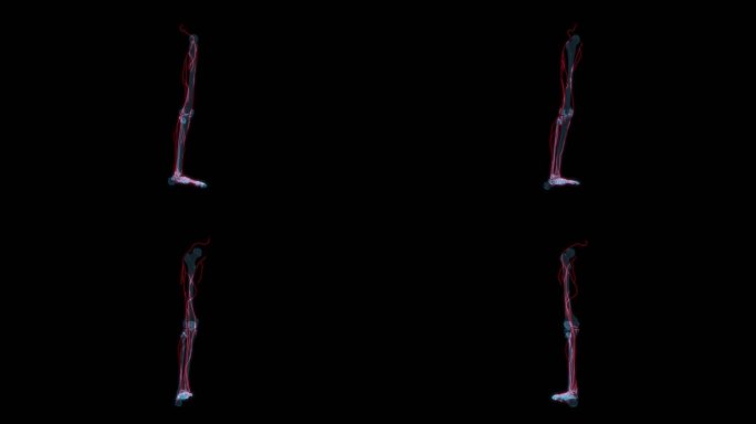 腿部神经系统 左腿大腿小腿血管抽筋血液9