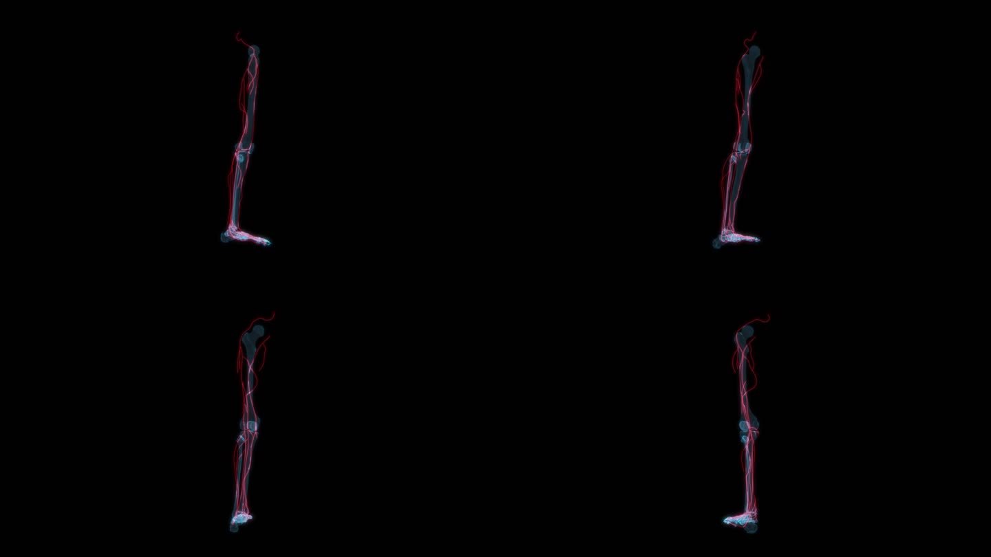 腿部神经系统 左腿大腿小腿血管抽筋血液9