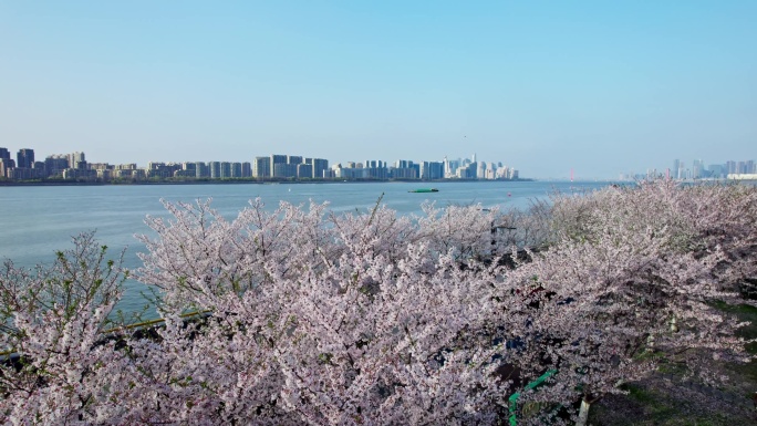 （简介有合集）杭州滨江樱花跑道