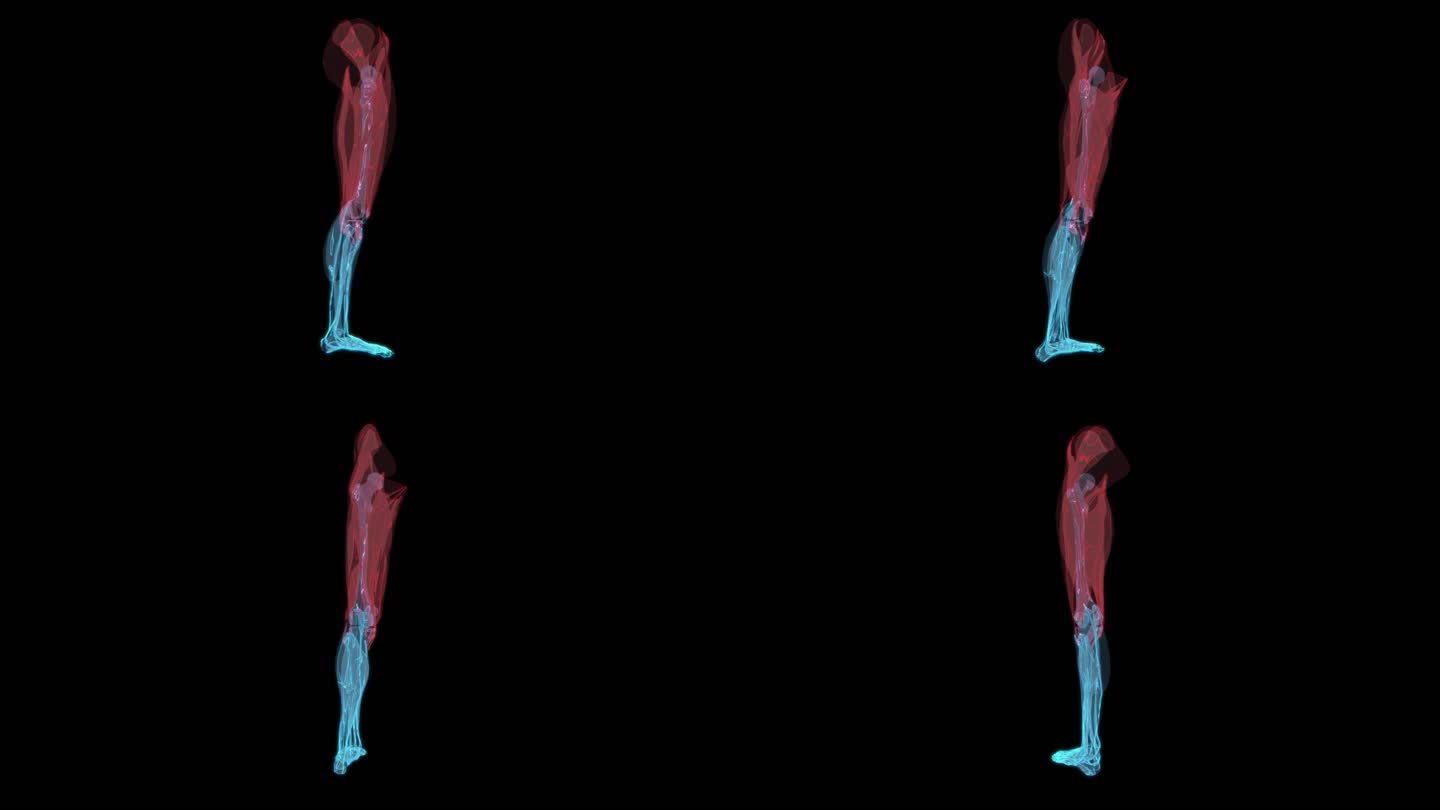 臀部肌肉组织 大腿小腿脚部足部肌肉拉伤9