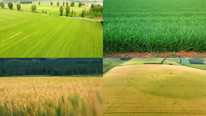 小麦种植 麦田 田野