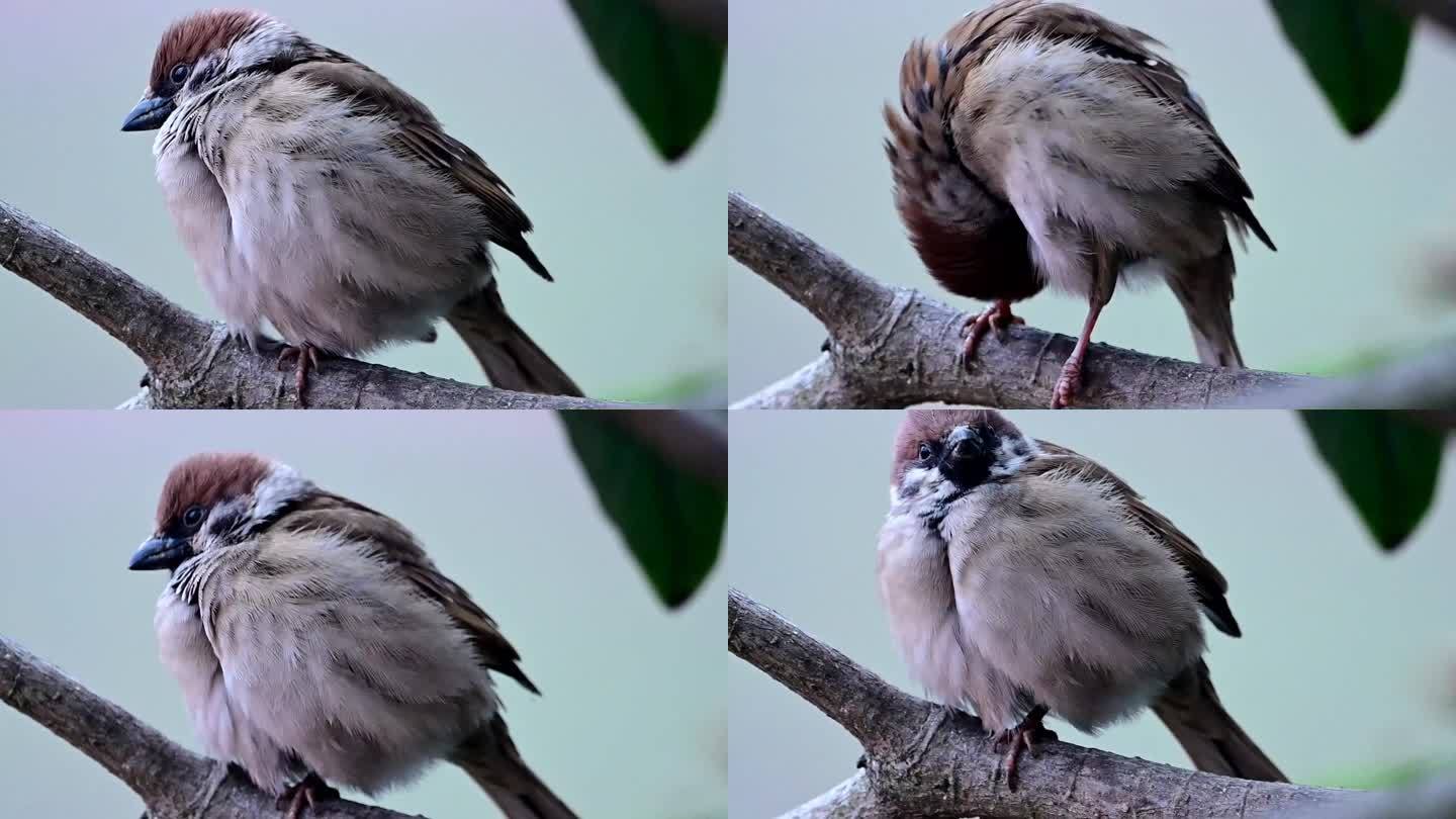 枝头清理羽毛的麻雀