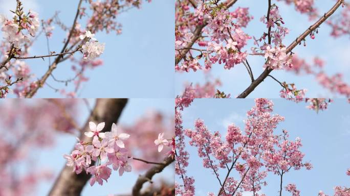 2K春日樱花盛开特写长焦