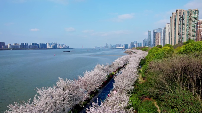 （简介有合集）杭州滨江樱花跑道