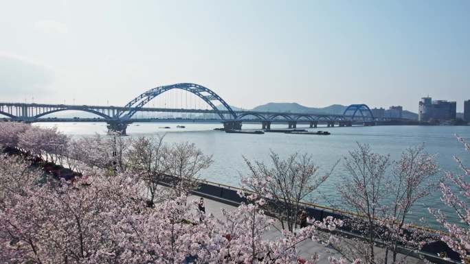 （简介有合集）杭州滨江樱花跑道