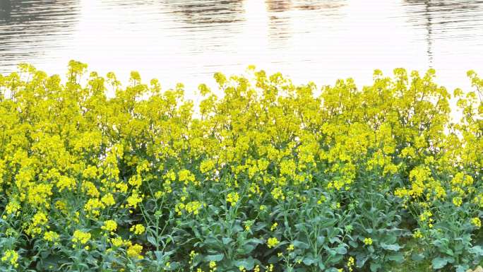 航拍乡镇农村油菜花花海池塘夕阳镜花水