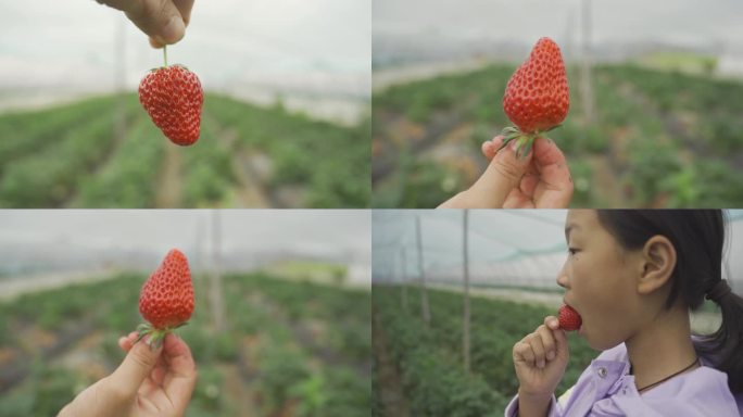 手拿草莓  吃草莓特写采摘草莓特写镜头