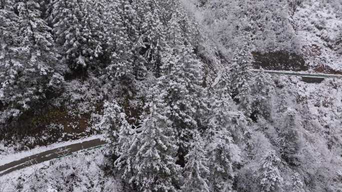 航拍森林树林雾凇雪景汽车行驶在盘山公路