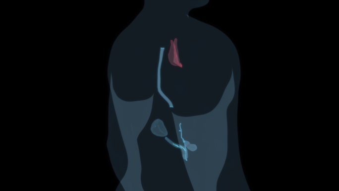 胸腺 胸腔胆囊胆管吞咽消化系统食管胆汁9