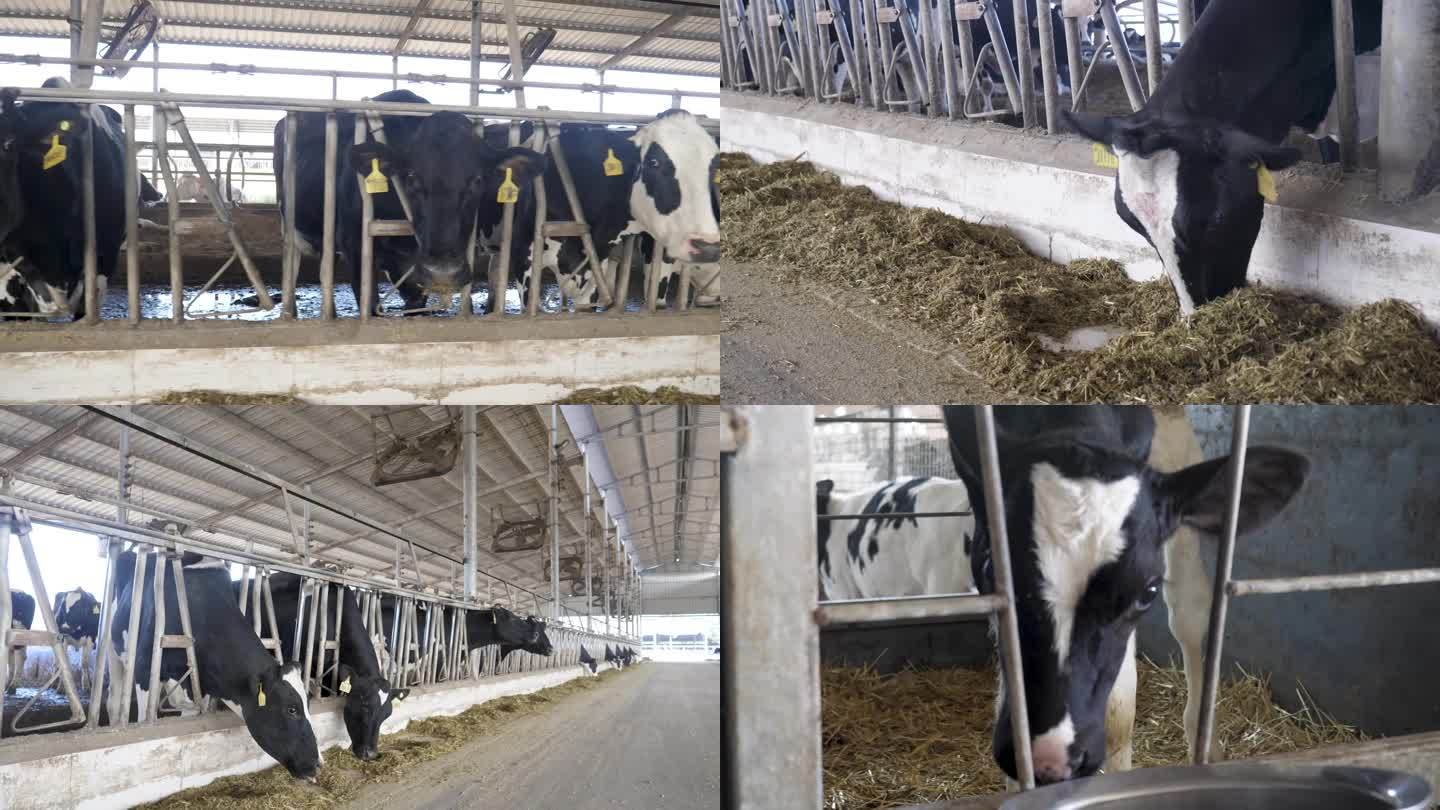 现代化奶牛场奶牛养殖实拍