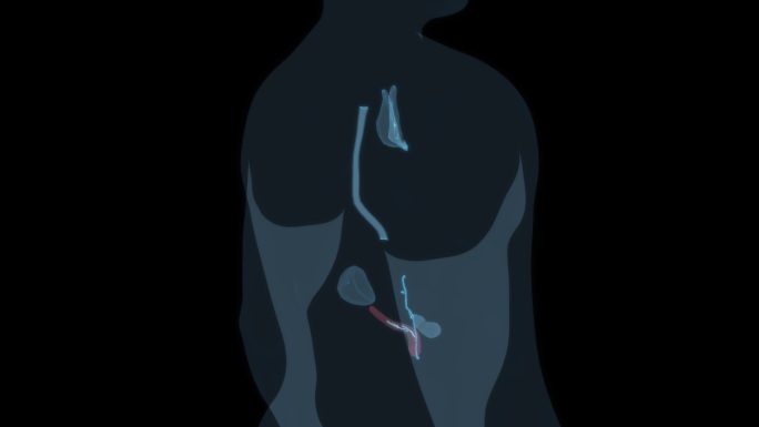 胰腺 胸腔胆囊胆管吞咽消化系统食管胆汁9