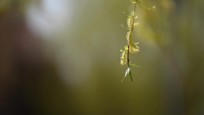 柳条 柳树条 嫩芽 柳树花 柳树枝 垂柳