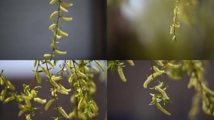 柳条 柳树条 嫩芽 柳树花 柳树枝 垂柳