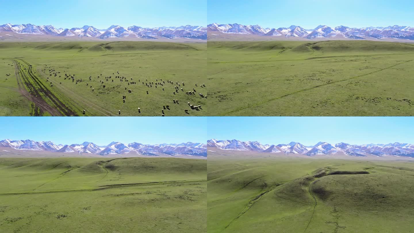 4K那拉提空中草原的羊群航拍航拍