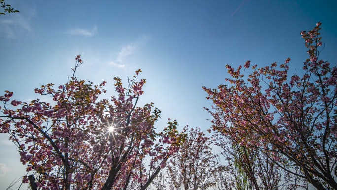 4k樱花光影延时