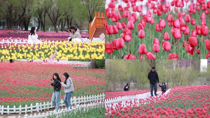 郁金香花开 公园游玩