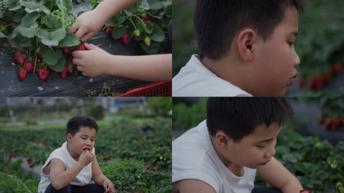 小男孩摘草莓