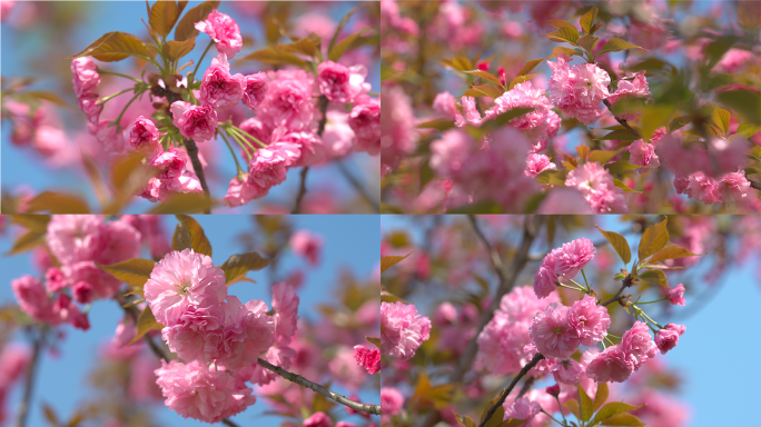 4K春天粉色樱花特写