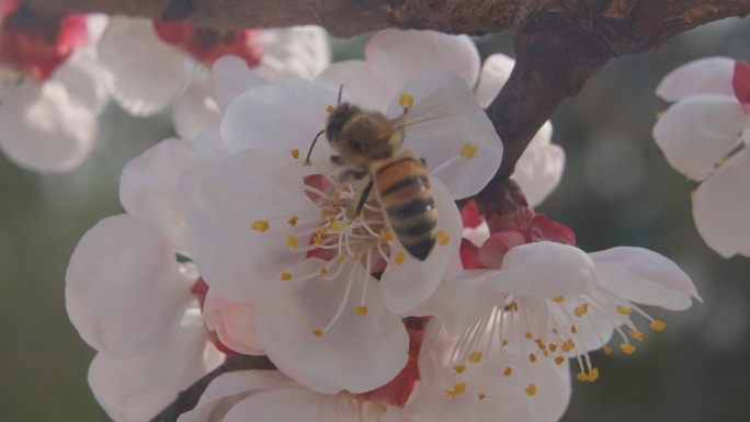 春天杏花开蜜蜂采蜜