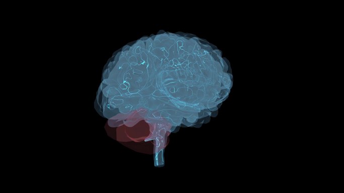 小脑 丘脑智慧大脑小脑脑容量脑袋头部9