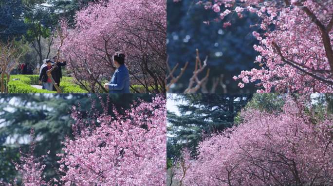 赏梅花