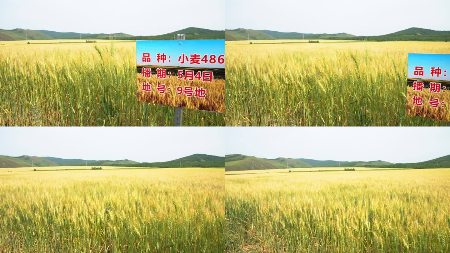 小麦种植 试验田