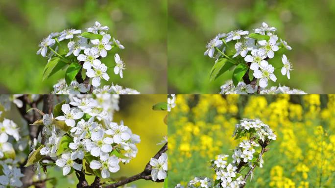 一组梨花特写镜头