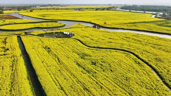 航拍扬州高邮湖上花海油菜花游船小火车长焦