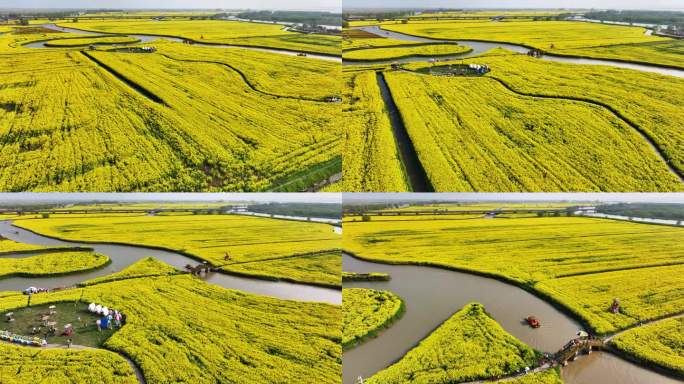 航拍扬州高邮湖上花海油菜花游船小火车长焦