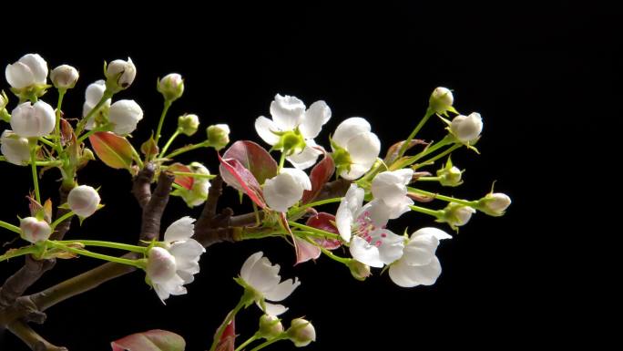 春天梨花开花盛开延时摄影