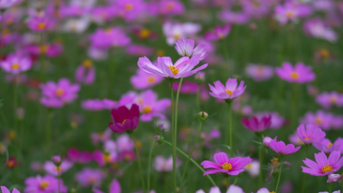 格桑花花海花瓣开放