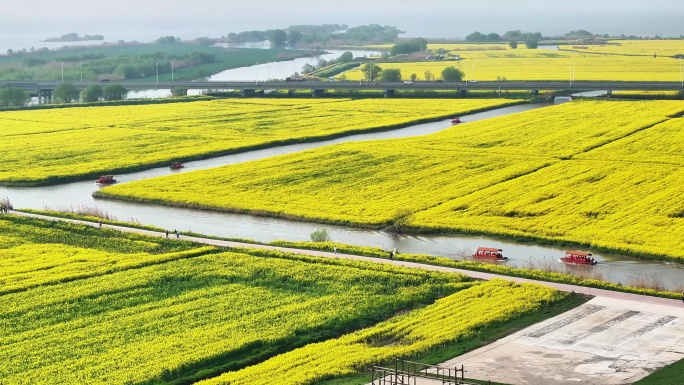 航拍扬州高邮湖上花海油菜花游船小火车长焦