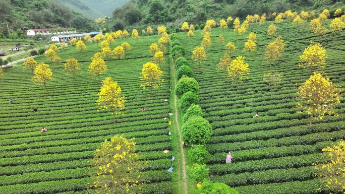 中国广东省清远市英德市石灰铺红星茶场