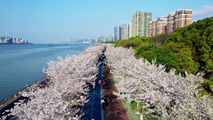 （简介有合集）杭州滨江樱花跑道