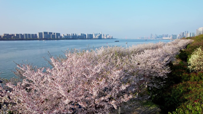 （简介有合集）杭州滨江樱花跑道