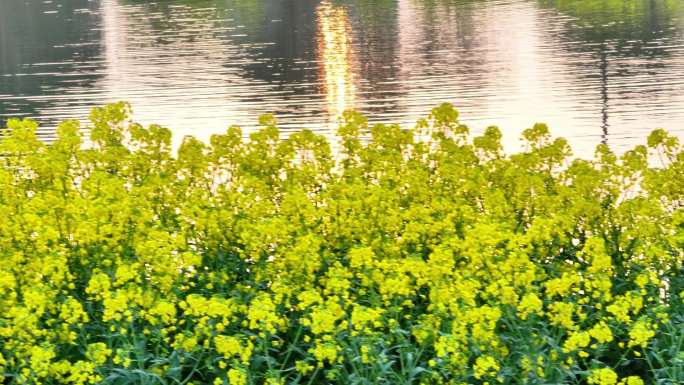 航拍乡镇农村油菜花花海池塘夕阳镜花水