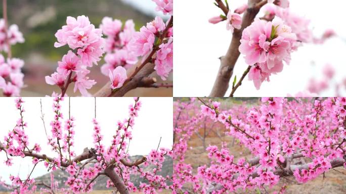 桃花 桃花林 桃花树