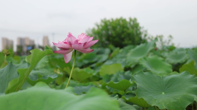 2K荷花素材粉色夏天