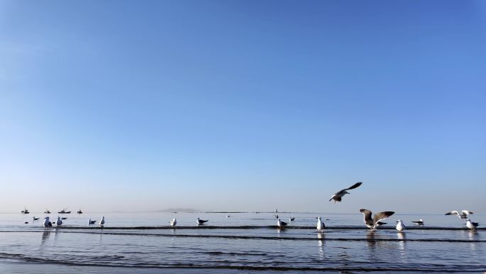 大海 海鸥 飞翔 慢动作 海面 海 海洋