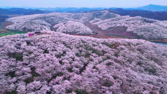 遇见樱花浪漫烂漫绚烂满山遍野的浪漫花海