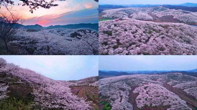 遇见樱花浪漫烂漫绚烂满山遍野的浪漫花海