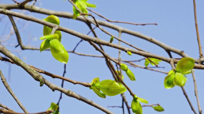 春天树枝发出嫩芽