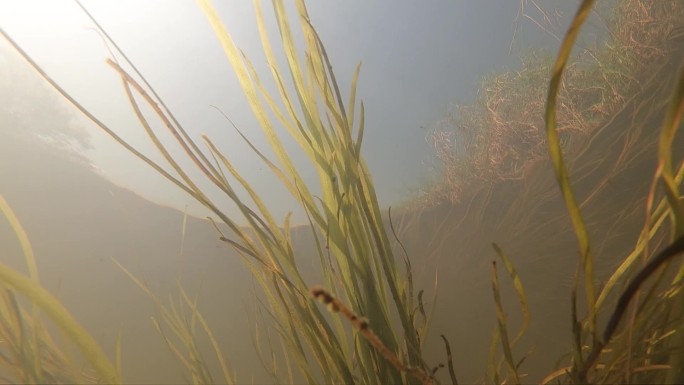 水底水草慢慢飘摇水底视角天空阳光照进水底