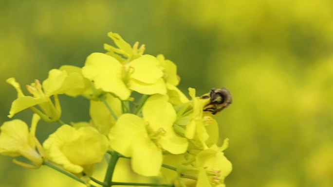 蜜蜂采花采蜜油菜花