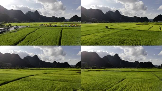 4K航拍兴义万峰林超低空稻田田园生态